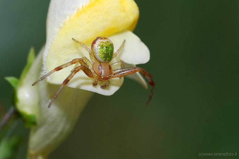 Ebrechtella tricuspidata 2.jpg